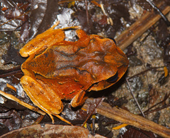 Craugastor megacephalus