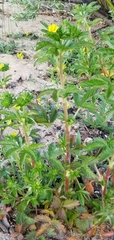 Potentilla biennis
