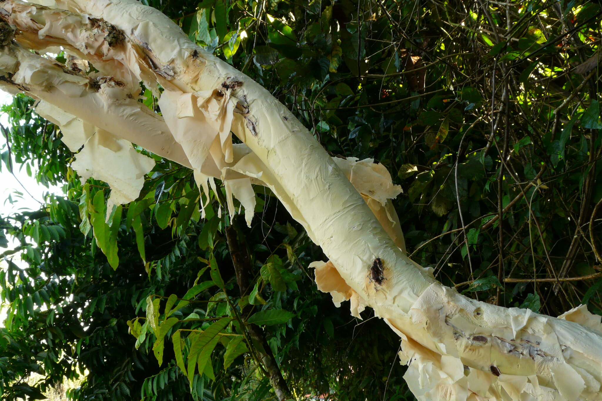 Tetrapanax papyrifer