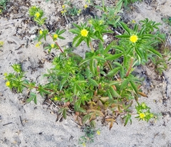 Potentilla biennis