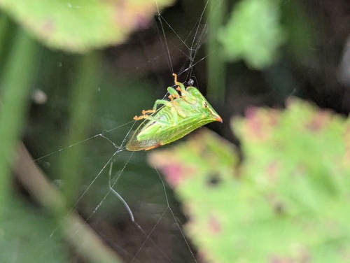 Stictocephala alta
