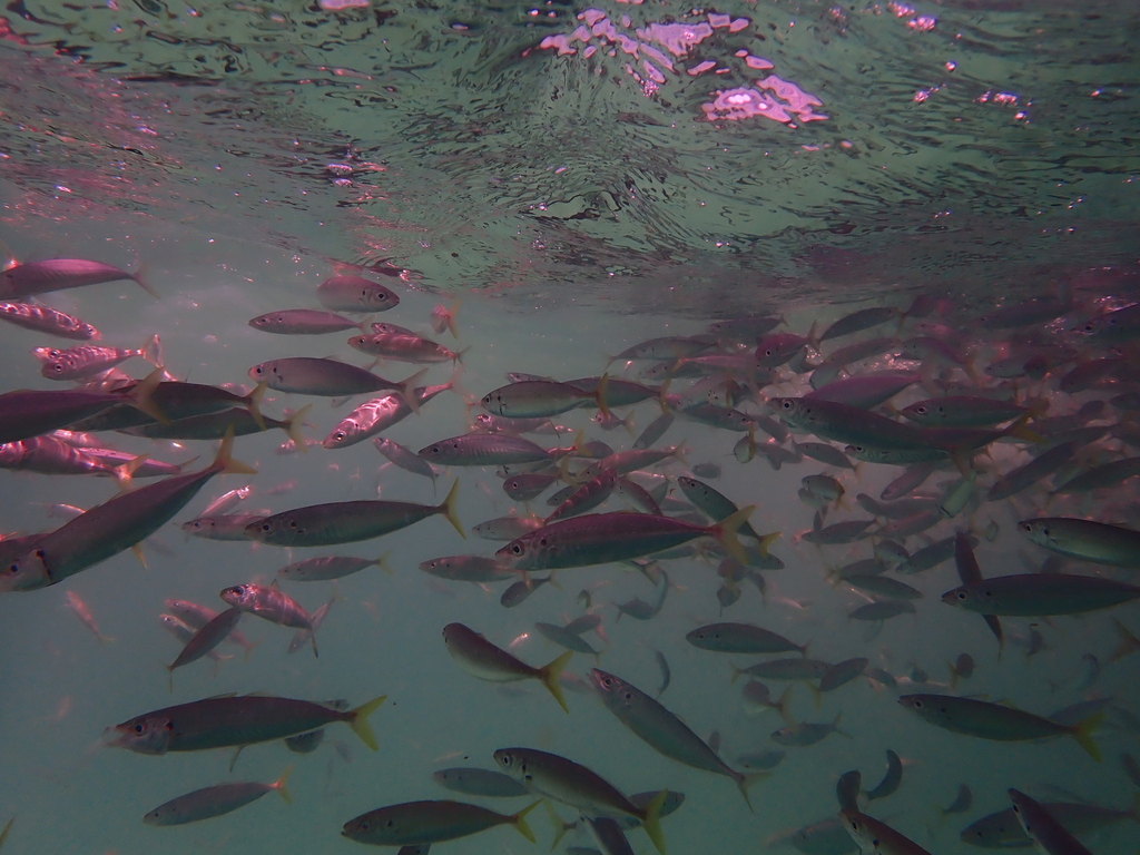 Round scad (Decapterus punctatus) — Carangidae
