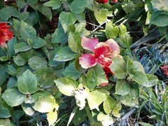 Hibiscus rosa-sinensis