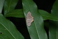 Orudiza protheclaria