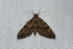 Melanomma auricinctaria