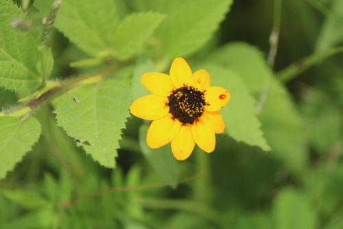 Image of Zinnia maritima by (c) José Belem Hernández Díaz, some rights reserved (CC BY)