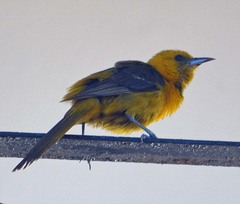 Icterus auratus