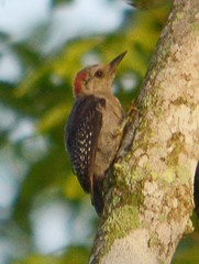 Melanerpes pygmaeus