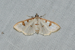 Palpita illibalis