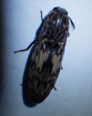 Pherhimius fascicularis