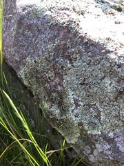 Xanthoparmelia stenophylla