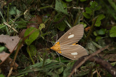 Asota plaginota