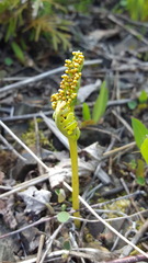 Botrychium campestre