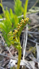 Botrychium campestre