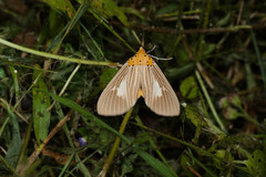 Asota plaginota