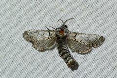Inguromorpha basalis