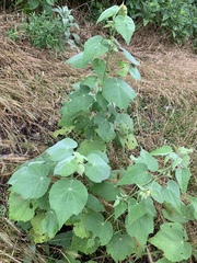 Allowissadula holosericea