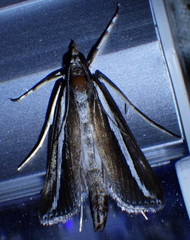 Carectocultus perstrialis