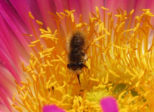 Corsomyza eremobia