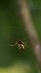 Neriene peltata