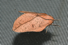 Syssphinx bisecta