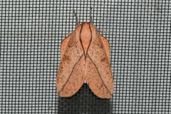 Syssphinx bisecta