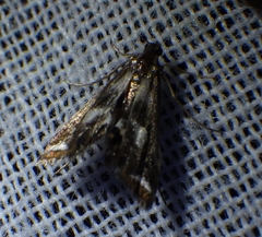Chrysendeton imitabilis
