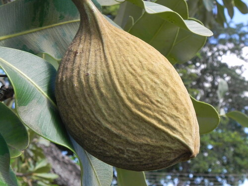 Aspidosperma nobile