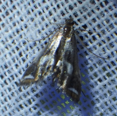 Chrysendeton imitabilis