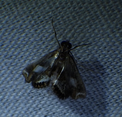 Chrysendeton imitabilis