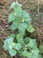 Allowissadula holosericea