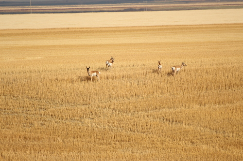 Pronghorn