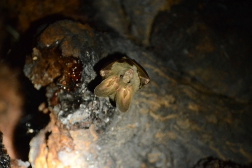 Lesser False Vampire Bat