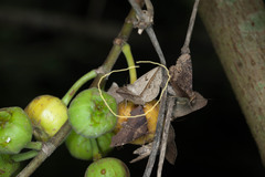 Ugia insuspecta