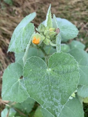 Allowissadula holosericea