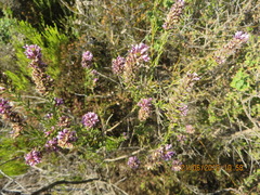 Amphithalea ericifolia ericifolia