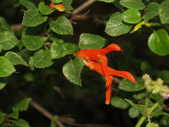 Salvia regla