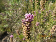 Amphithalea ericifolia ericifolia