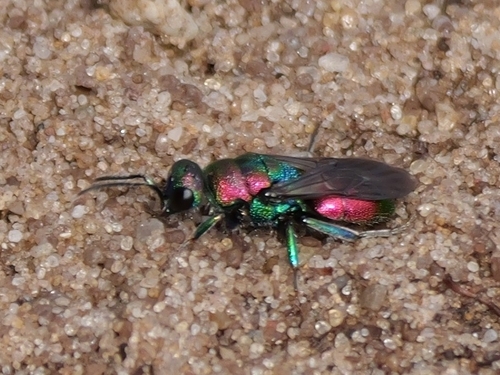 Hedychrum rutilans, 5856 Wellerlooi, Niederlande, photo 6 of 10
