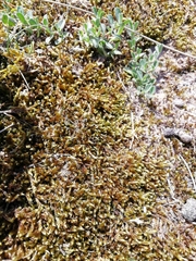 Hypnum cupressiforme lacunosum