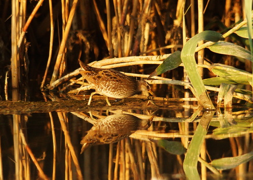 Polluela pintoja (Porzana porzana)