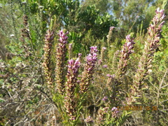 Amphithalea ericifolia ericifolia