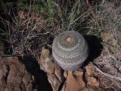 Mammillaria chionocephala