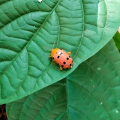 Podontia quatuordecimpunctata