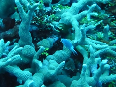 Pycnochromis margaritifer