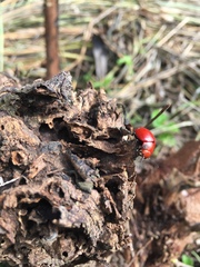 Leptinotarsa rubiginosa