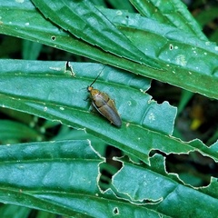 Pachnepteryx signaticollis