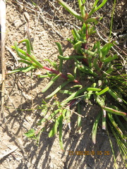 Carpobrotus muirii
