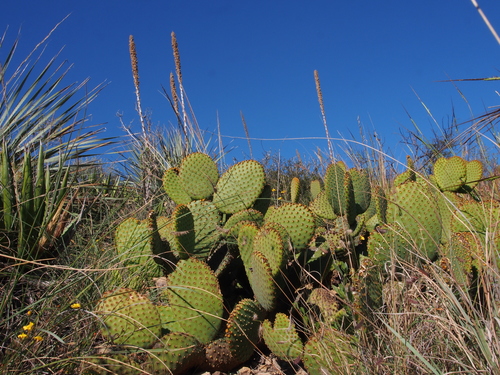 Bunny Ears Cactus