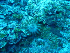 Acanthaster planci